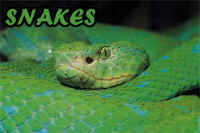 Kidzone Snakes Activities