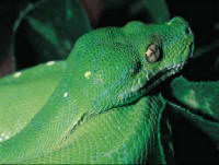 snake jigsaw puzzle