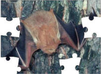 bat jigsaw puzzle