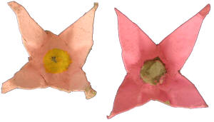 egg carton flower