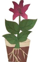 learn about flowers craft