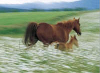horse jigsaw puzzle