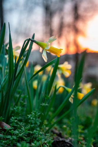 Daffodils at Sunset - Photo from Unsplash.com