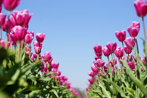 Tulips in