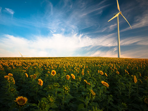 Sunfower Field and Windmill (on Unsplash.com)