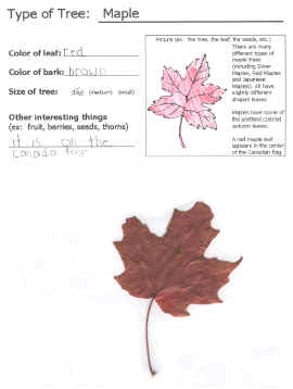 autumn leaves collection templates