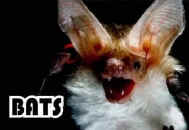bat facts and photos