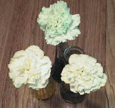 colored carnations