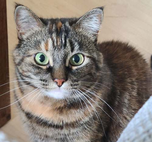 Juicebox the Cat
