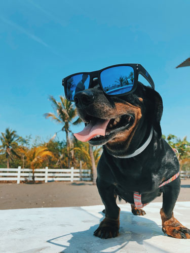 Dog in Sunglasses photo on Unsplash.com