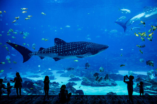 Aquarium photo from unsplash.com