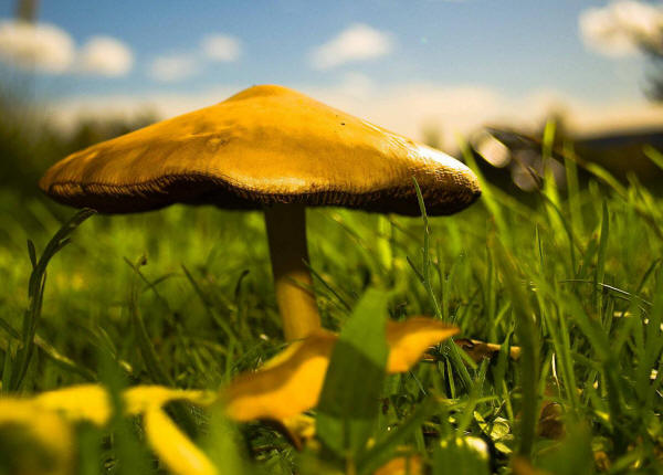 mushrooms photo by alfonsobenayas - Licensed under CC BY 2.0 via Wikimedia Commons