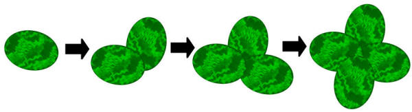 fingerprint shamrock