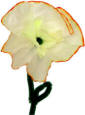 coffee filter daffodil