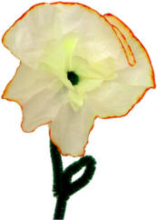 coffee filter daffodil