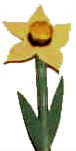 daffodil egg carton craft