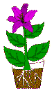 Learn about plants craft