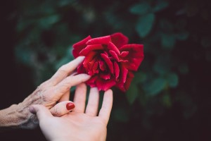 Rose puzzle