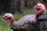 turkey printables and facts